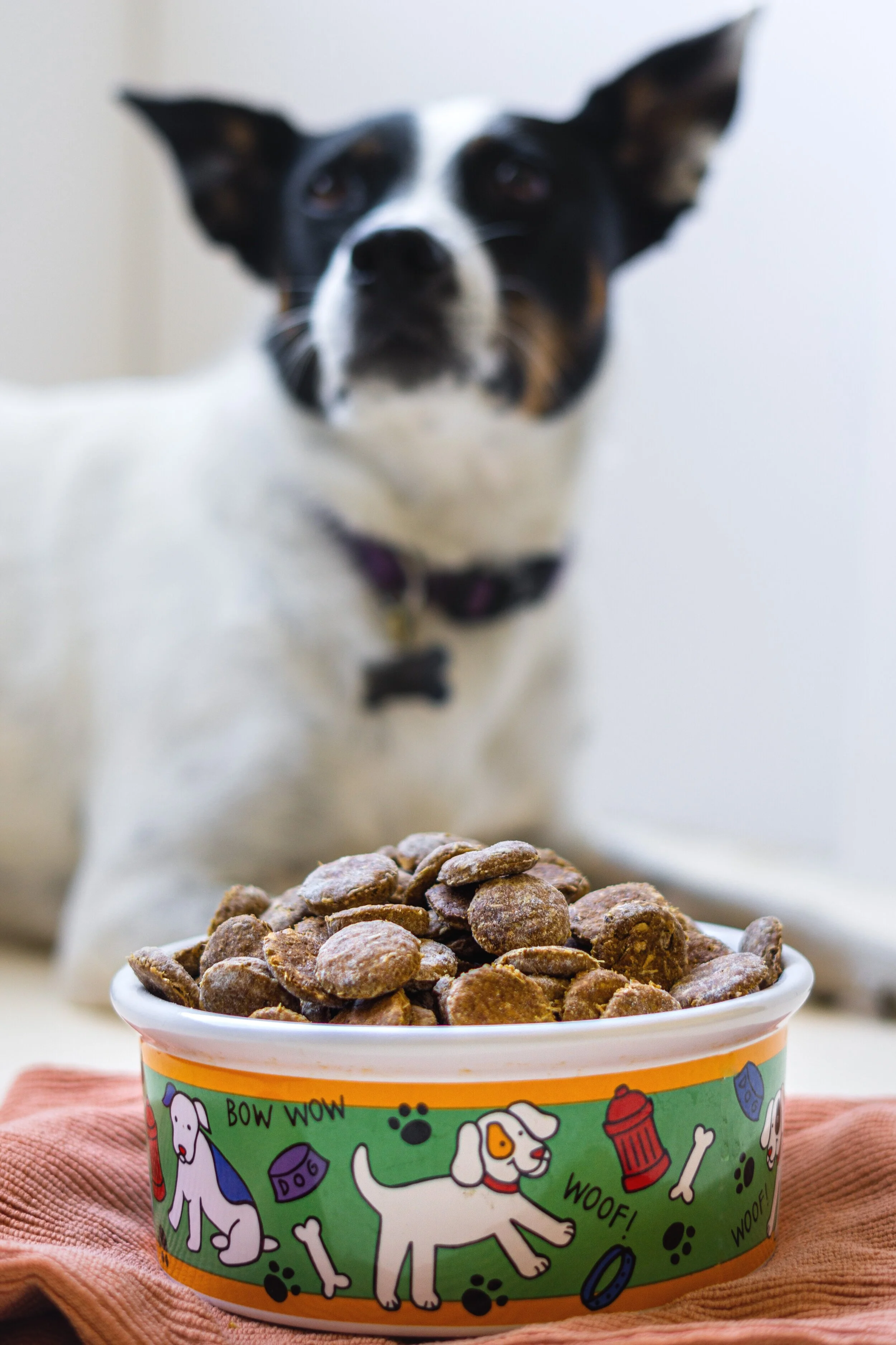 Barley dog deals treats